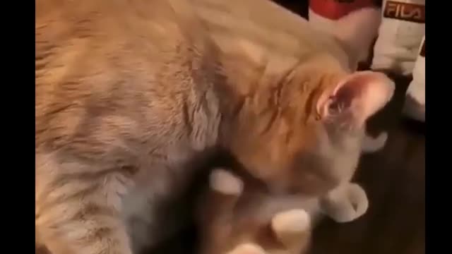 feisty cats 🐹