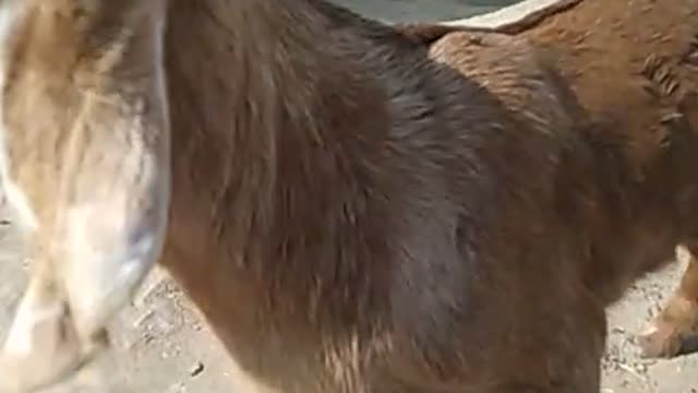 Wildlife