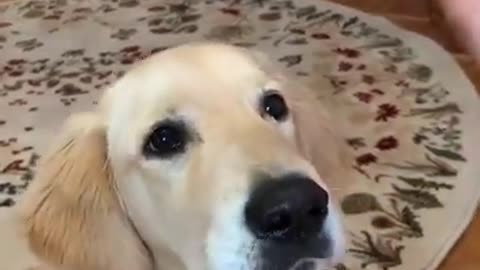 Adorable golden retriever puppy learns to howl