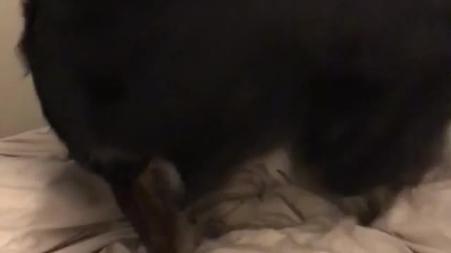 Large black dog takes his time to make sure bed is perfect