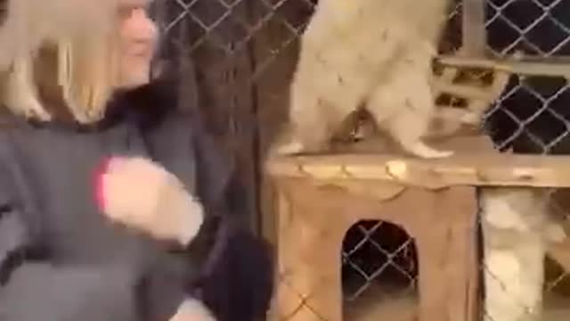 Smart Cute Funny Animals doing clever tricks | @funnyanimalsgo | #shorts
