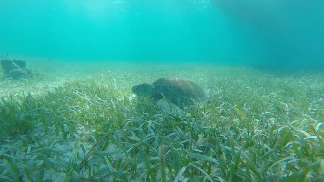 Why It's Called Turtle Grass