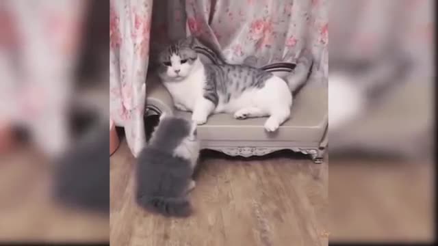 Baby Cats -All Cute and Funny Cat Videos