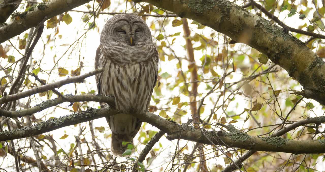 Barred Owl serene and drowsy.