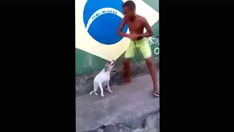 super dance super dog