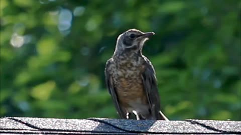 Juvenile Robin Chirps