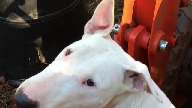 Abby the Farm dog