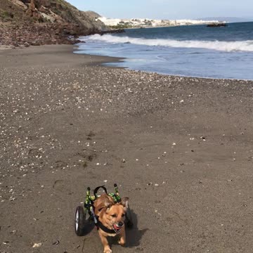 Wheelchair Dog enjoying the Beach