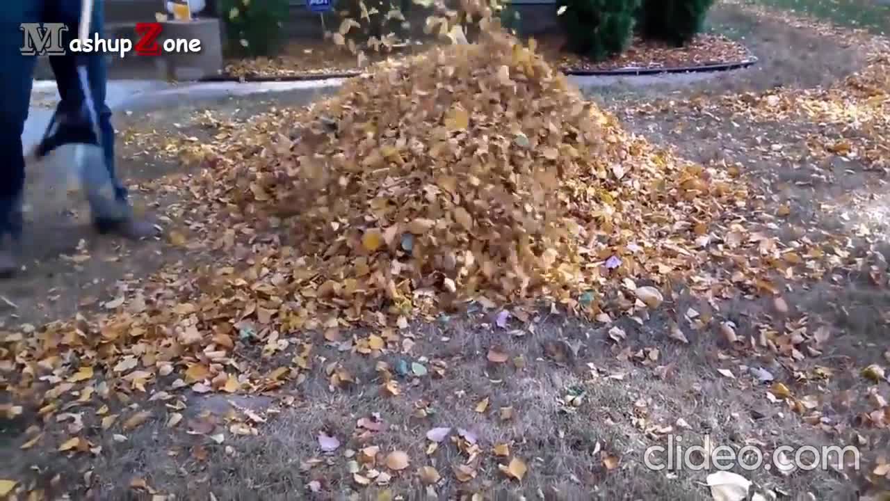 Naughty little puppy keeps on running into his owner's pile of dirty leaves