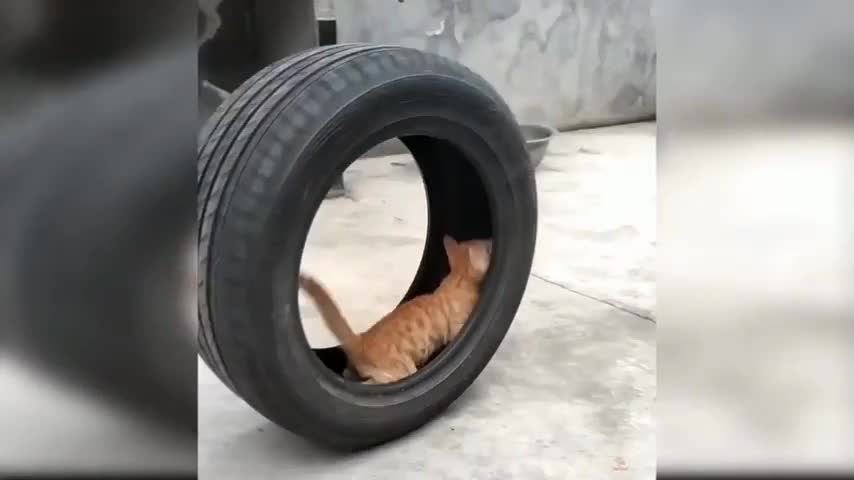 π€£cat outstanding performance##Cat masti. || Animals funny videos ||πππ₯π₯π€£π€£ππ