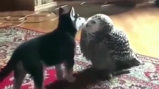 Husky and Owl are Best Friends