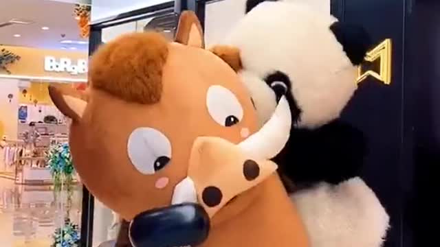 Funny Bears are Discus with each other