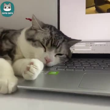 Cute and totally unusual cat