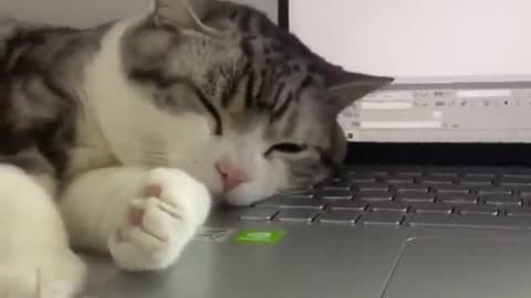 Cute and totally unusual cat