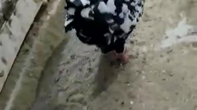 King pigeon