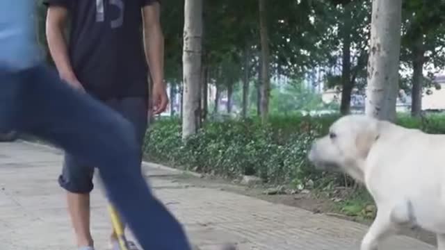 this cute dog saves a blind man's life