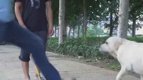 this cute dog saves a blind man's life