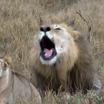 the king of the jungle roaring