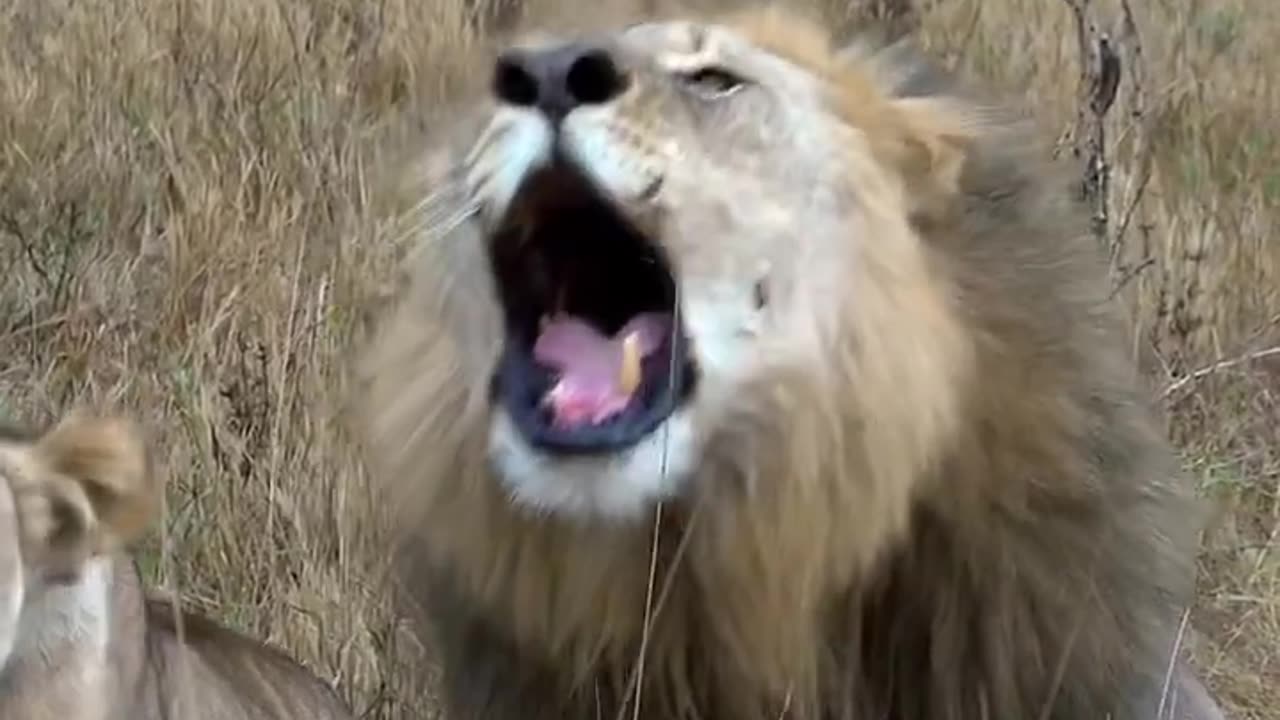 the king of the jungle roaring