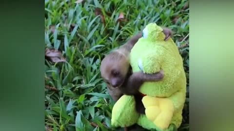 OH ! No this heavy Teddy bear so stronger than our 🦥 sloth