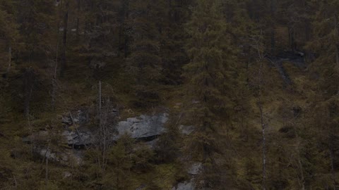 River Flowing in the Forest