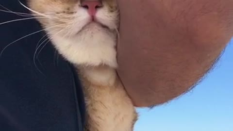 Cat chilling on the beach