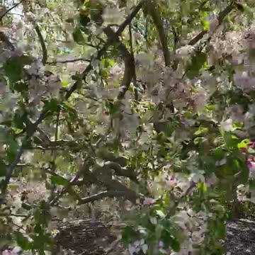 Cherry blossom flowers love it