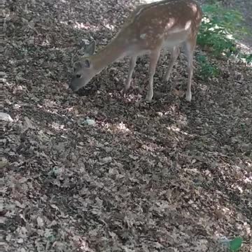 Tame deer
