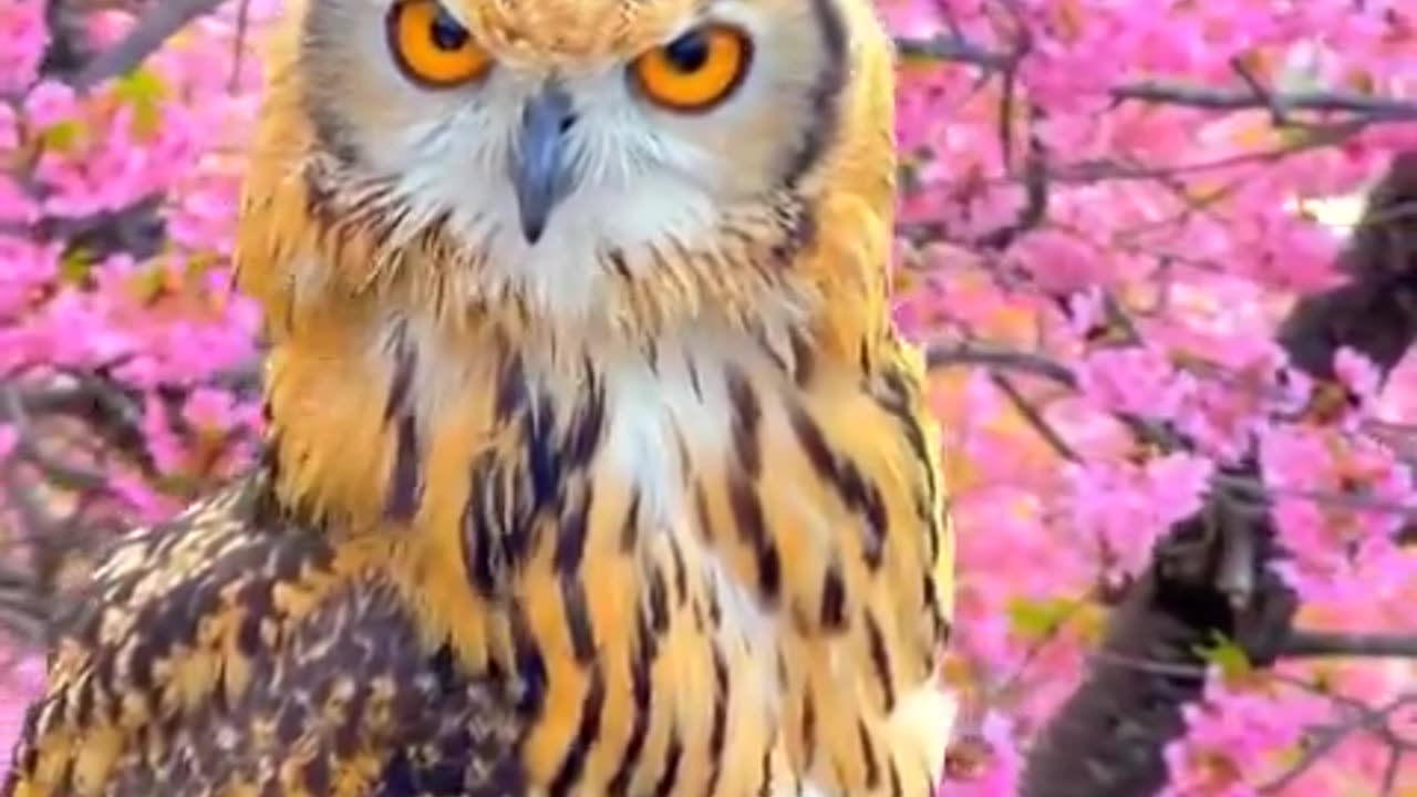 Bengal eagle owl and cherry blossom 🌸 Japan