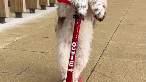 Springer Spaniel Shows Off Her Scooter Skills