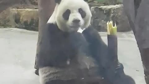 The relaxed panda is eating bamboo.