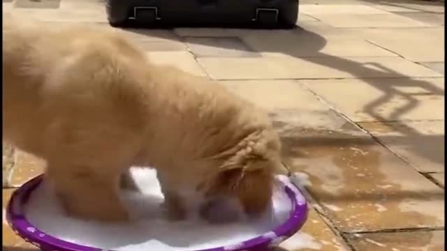 Happy dog at play
