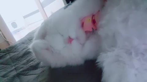 What a cute cat does while sleeping