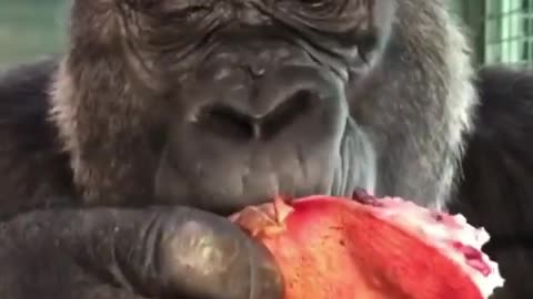 Gorilla eating in front of a hidden camera