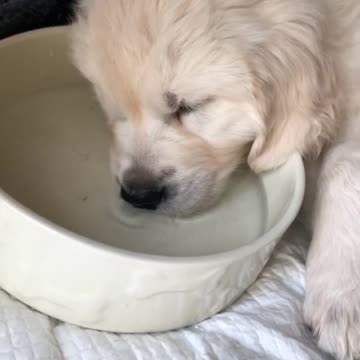 Golden Retriever Puppy Falls Asleep In His Own Water Bowl