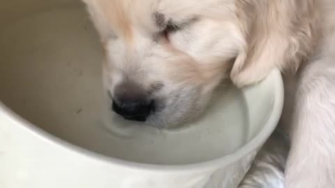 Golden Retriever Puppy Falls Asleep In His Own Water Bowl