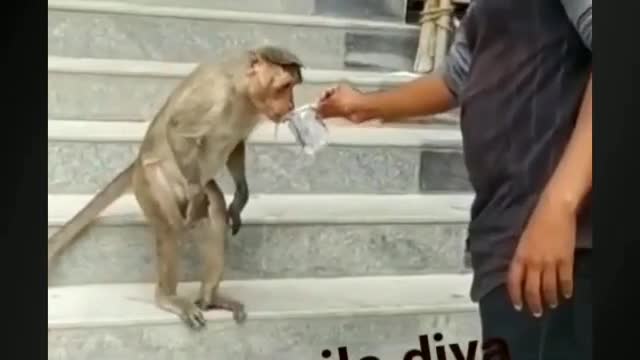 Monkey funny 😂😂😂😁 video by rumble