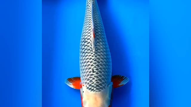 koi fish