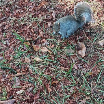 Red cardinal and squirrel