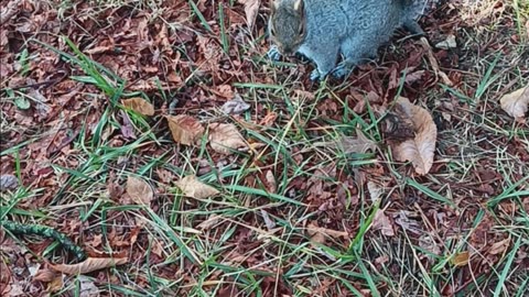 Red cardinal and squirrel