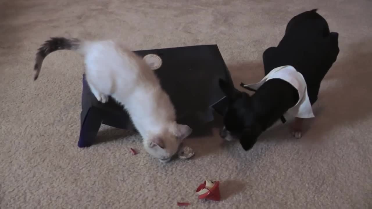 Festive kitten's very first Thanksgiving will melt your heart