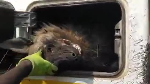 Trucker claims he ran over a werewolf on a South African road