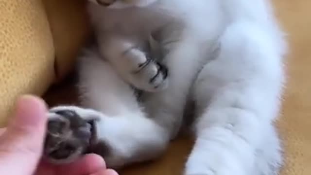 Baby Cats - Funny and Cute Cat Videos Compilation 2022