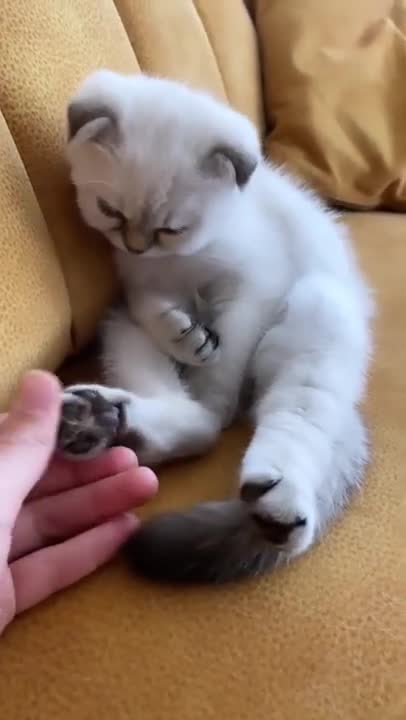 Baby Cats - Funny and Cute Cat Videos Compilation 2022