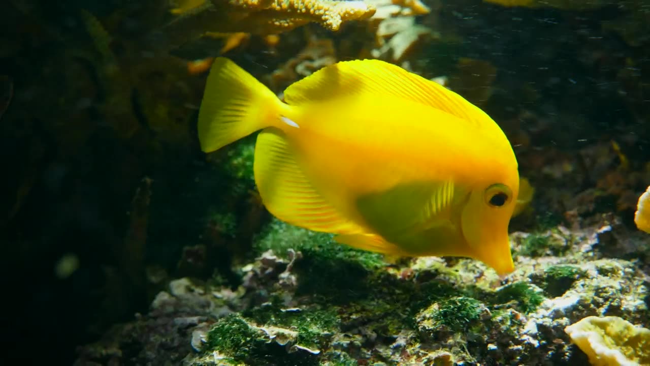 Yellow Tang fish swimming among corals