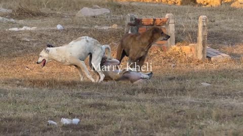 Dogs fight because of jealous