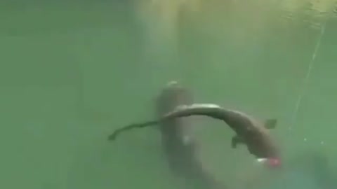 This is a beautiful and charming water-dwelling species