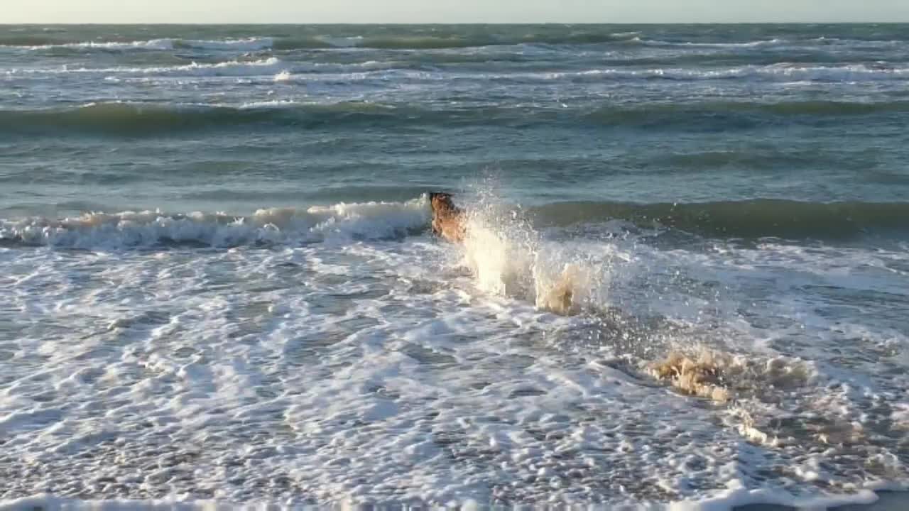 Dog jumped into water, running, funny dog video