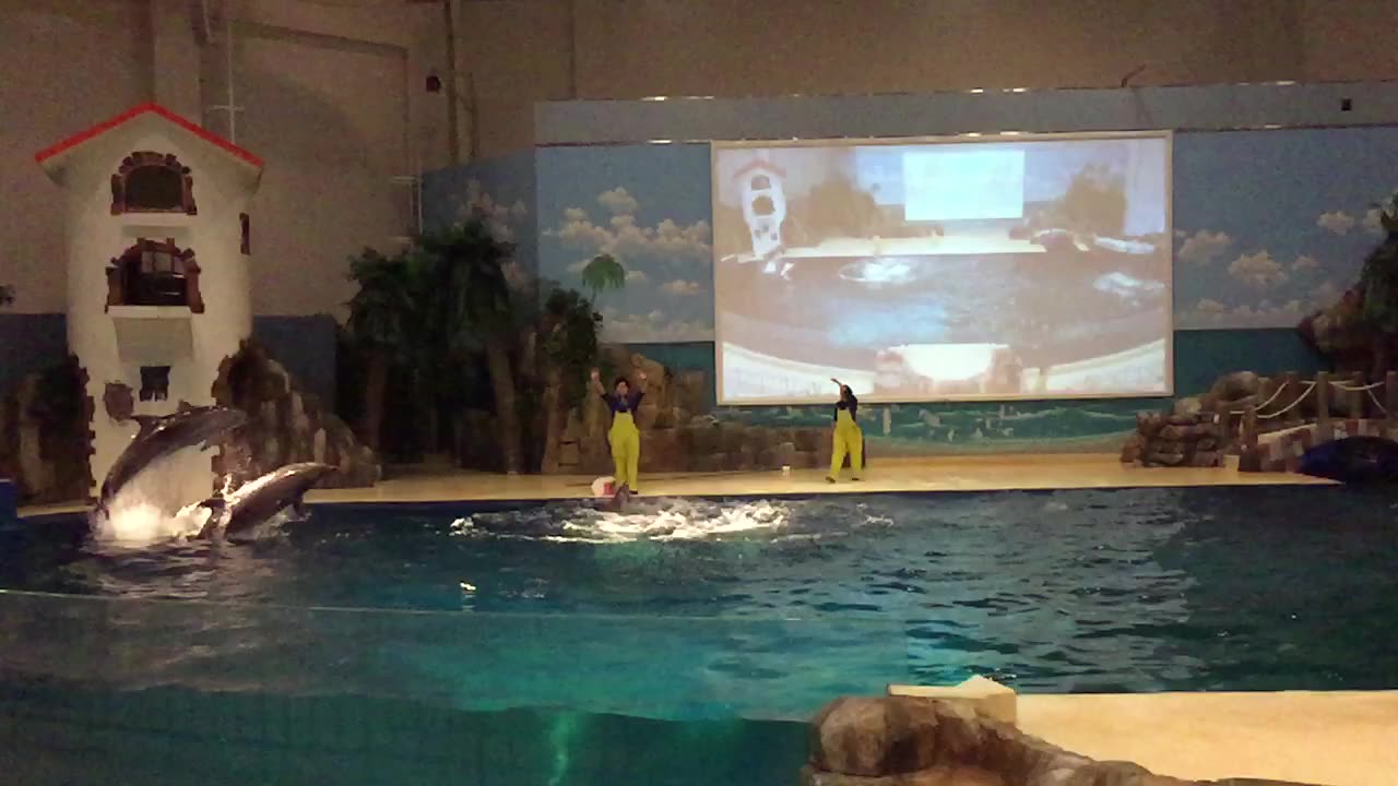 Great dolphin show~~