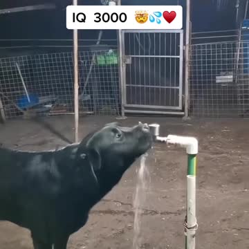 A really smart dog !! 🐶👏🏼😮